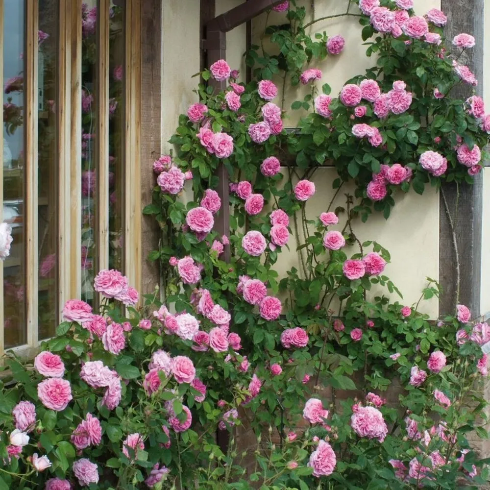 David Austin 'Gertrude Jekyll' Bright Pink English Climbing Rose 6Ltr Pot