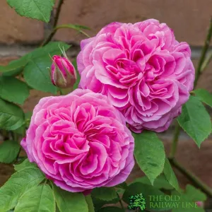 David Austin 'Gertrude Jekyll' Bright Pink English Climbing Rose 6Ltr Pot