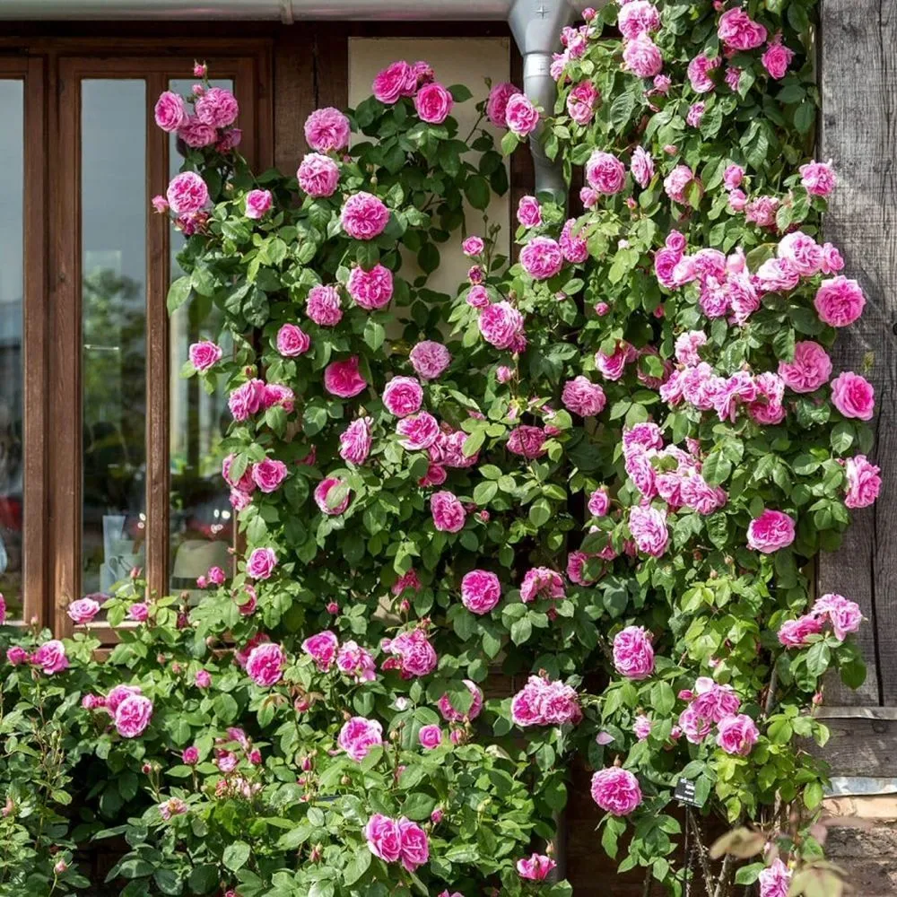 David Austin 'Gertrude Jekyll' Bright Pink English Climbing Rose 6Ltr Pot